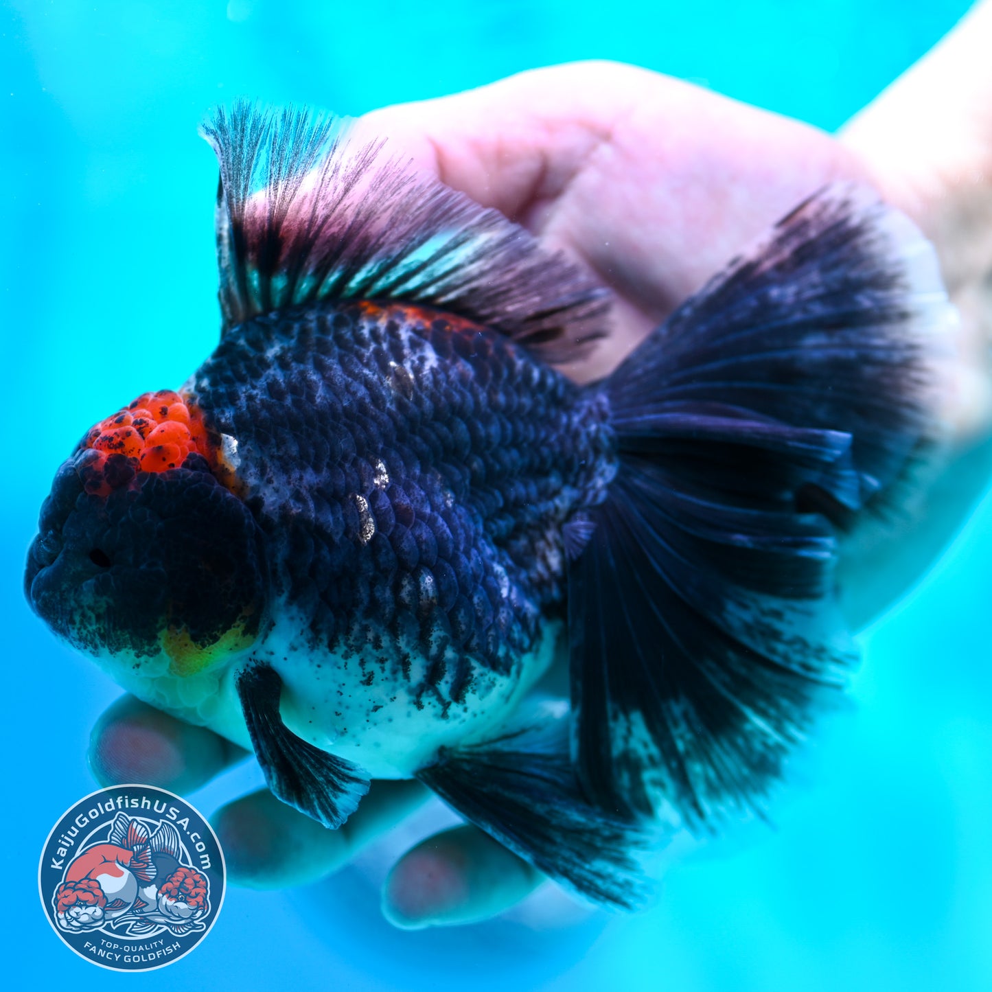 Kirin Orchid Tail Oranda 4 inch Body (260515_OR20)