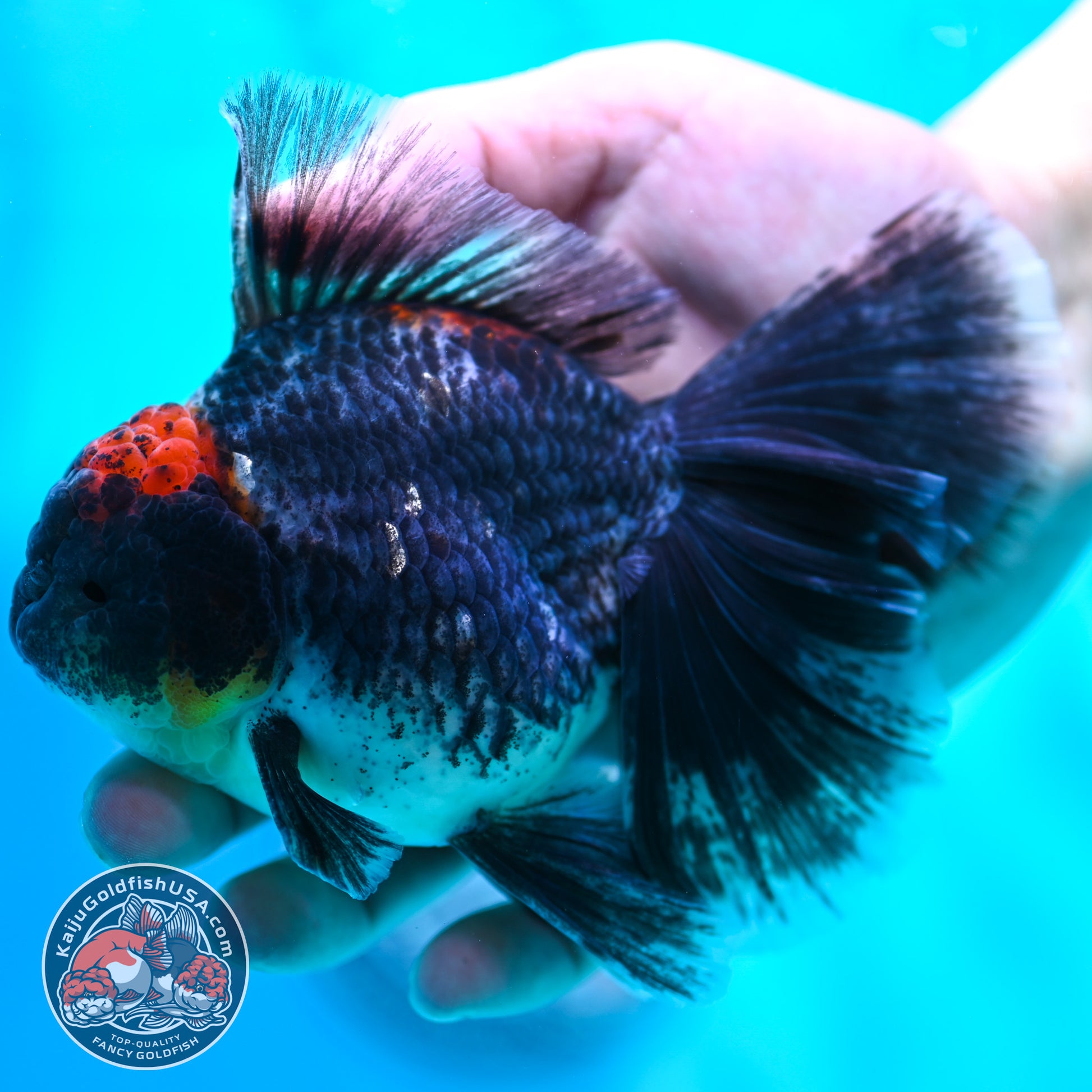 Kirin Orchid Tail Oranda 4 inch Body (260515_OR20)