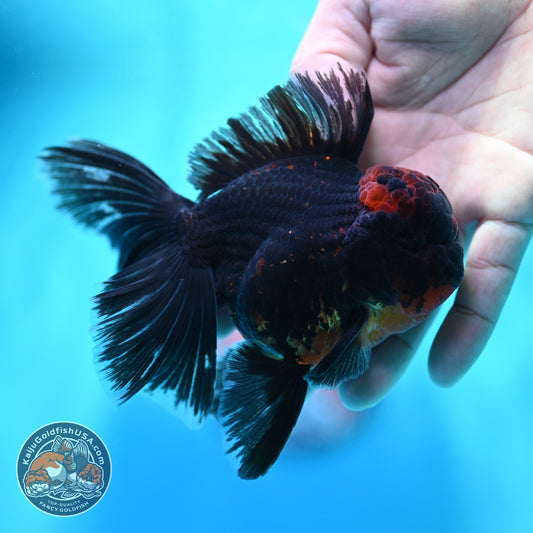 Kirin Orchid Tail Oranda 4 inch Body (260529_OR10)
