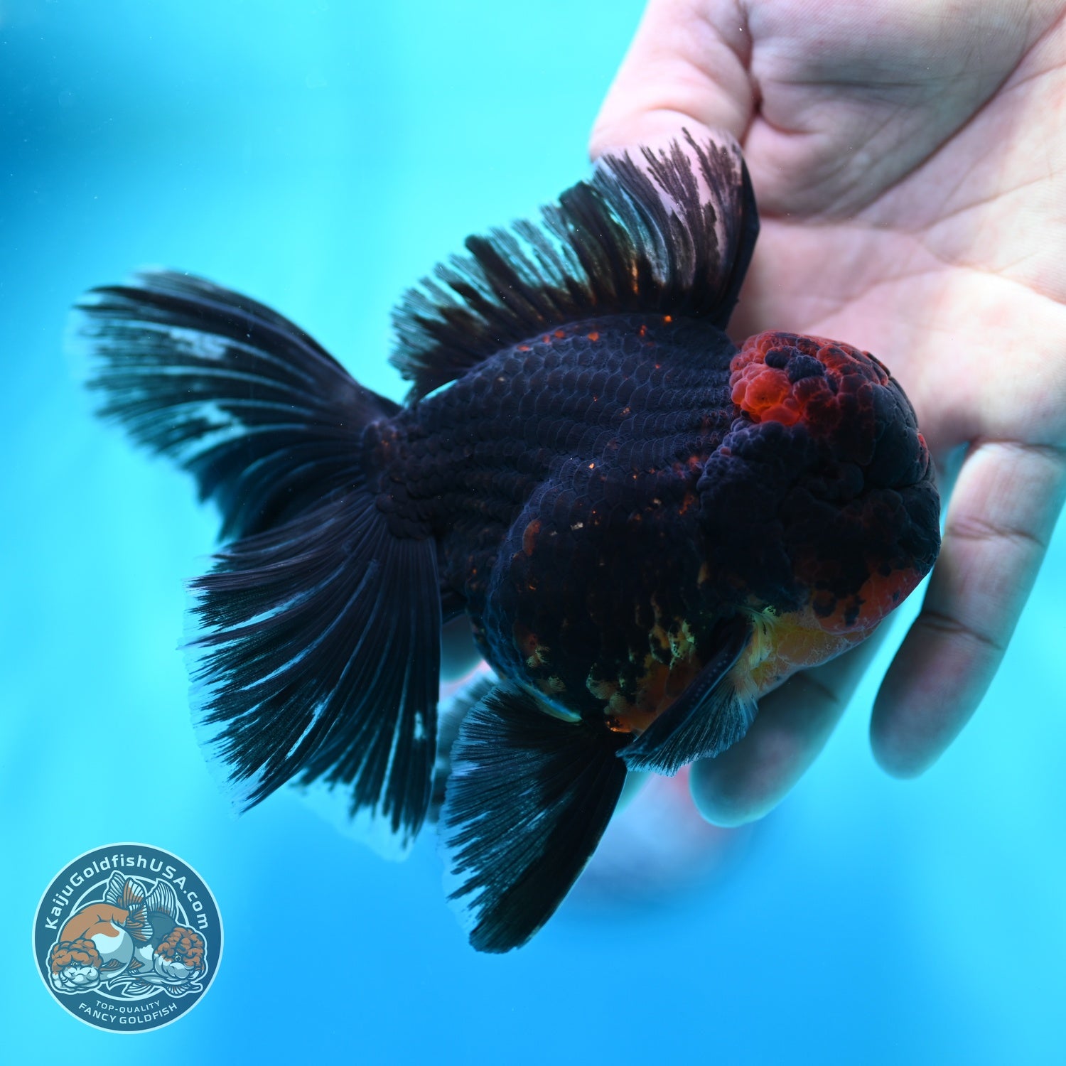 Kirin Orchid Tail Oranda 4 inch Body (260529_OR10)