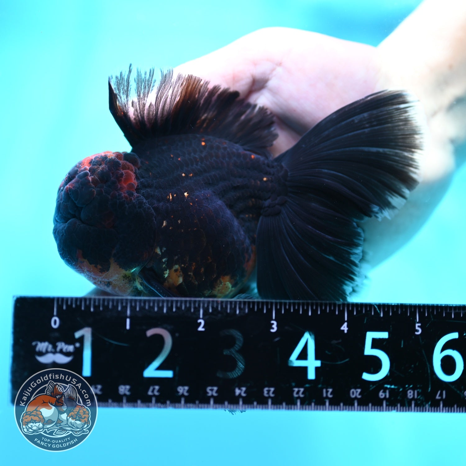 Kirin Orchid Tail Oranda 4 inch Body (260529_OR10)