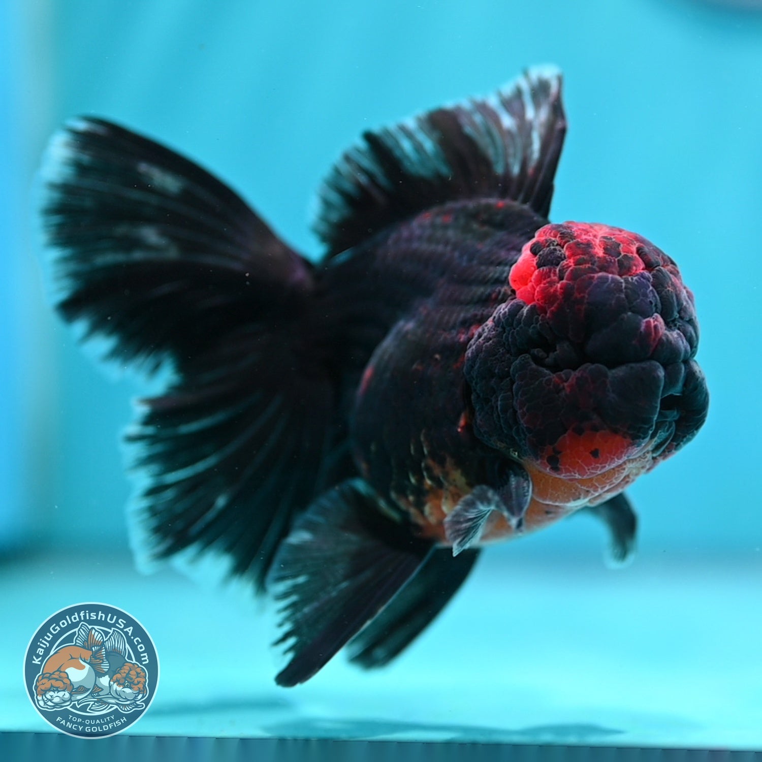 Kirin Orchid Tail Oranda 4 inch Body (260529_OR10)