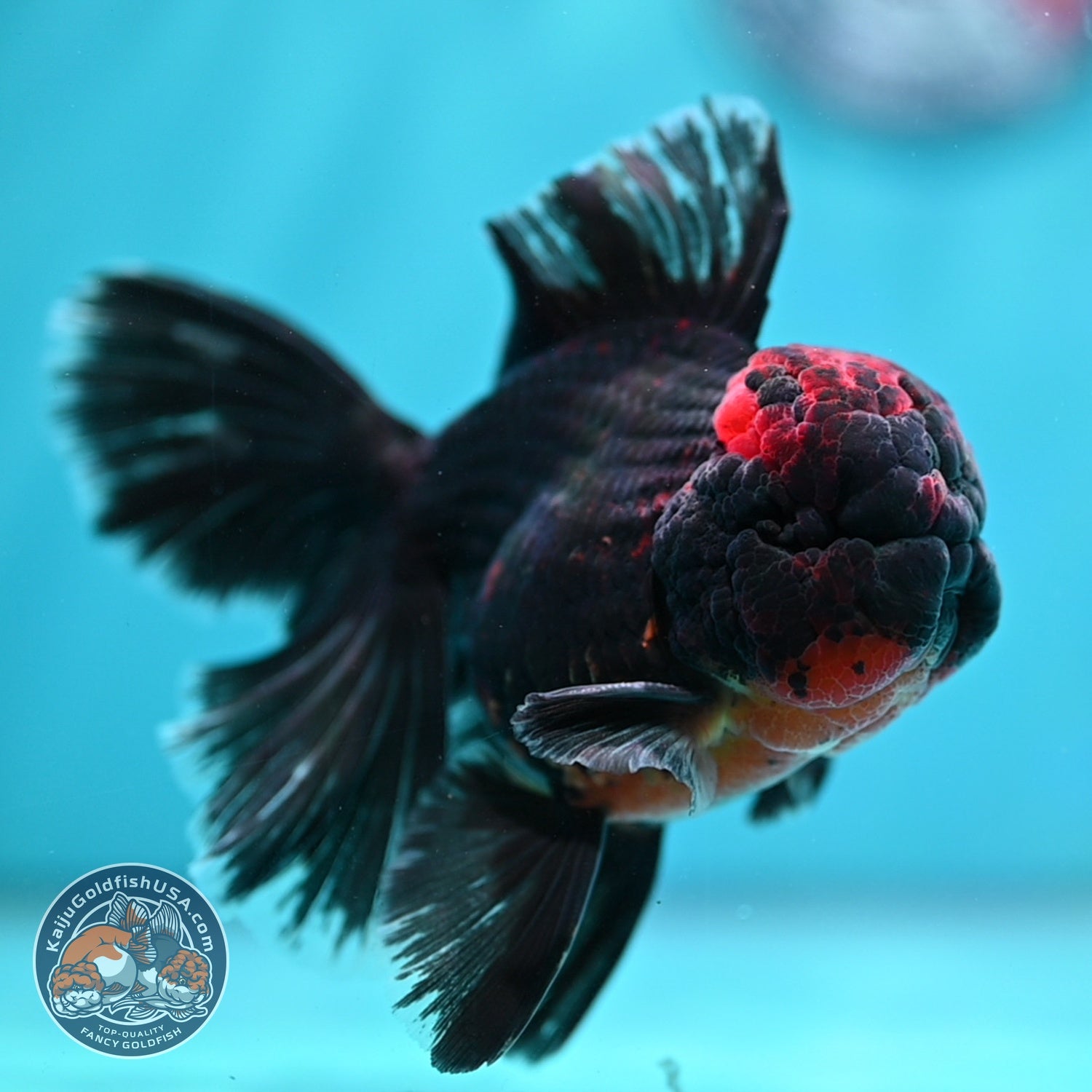 Kirin Orchid Tail Oranda 4 inch Body (260529_OR10)
