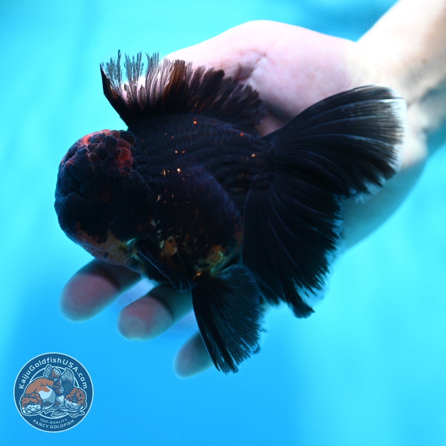 Kirin Orchid Tail Oranda 4 inch Body (260529_OR10)