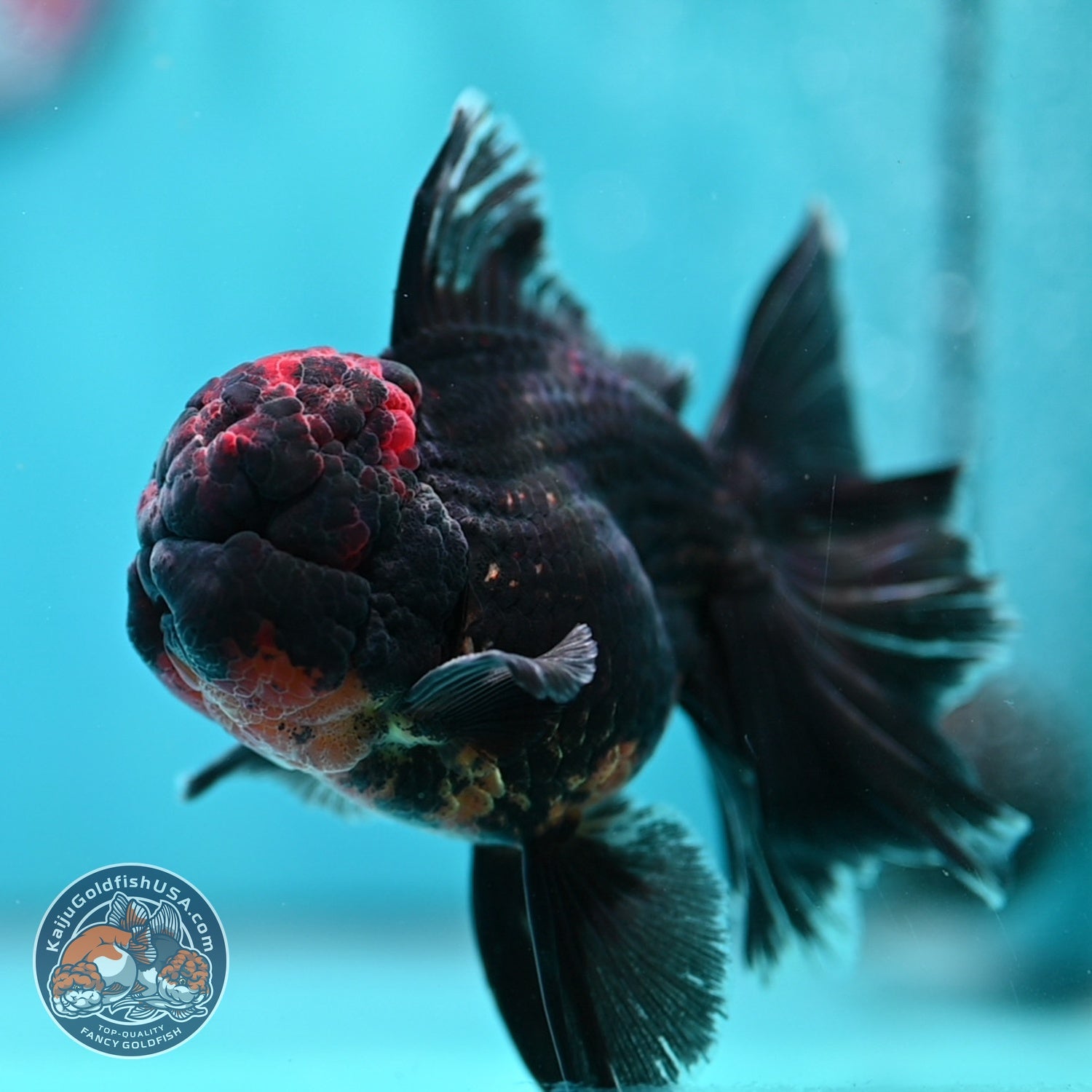 Kirin Orchid Tail Oranda 4 inch Body (260529_OR10)