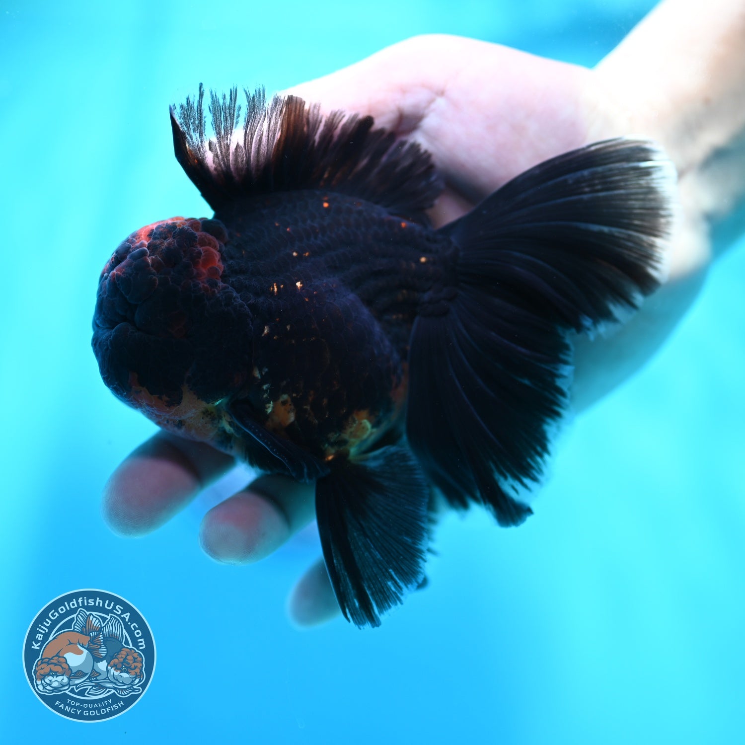 Kirin Orchid Tail Oranda 4 inch Body (260529_OR10)
