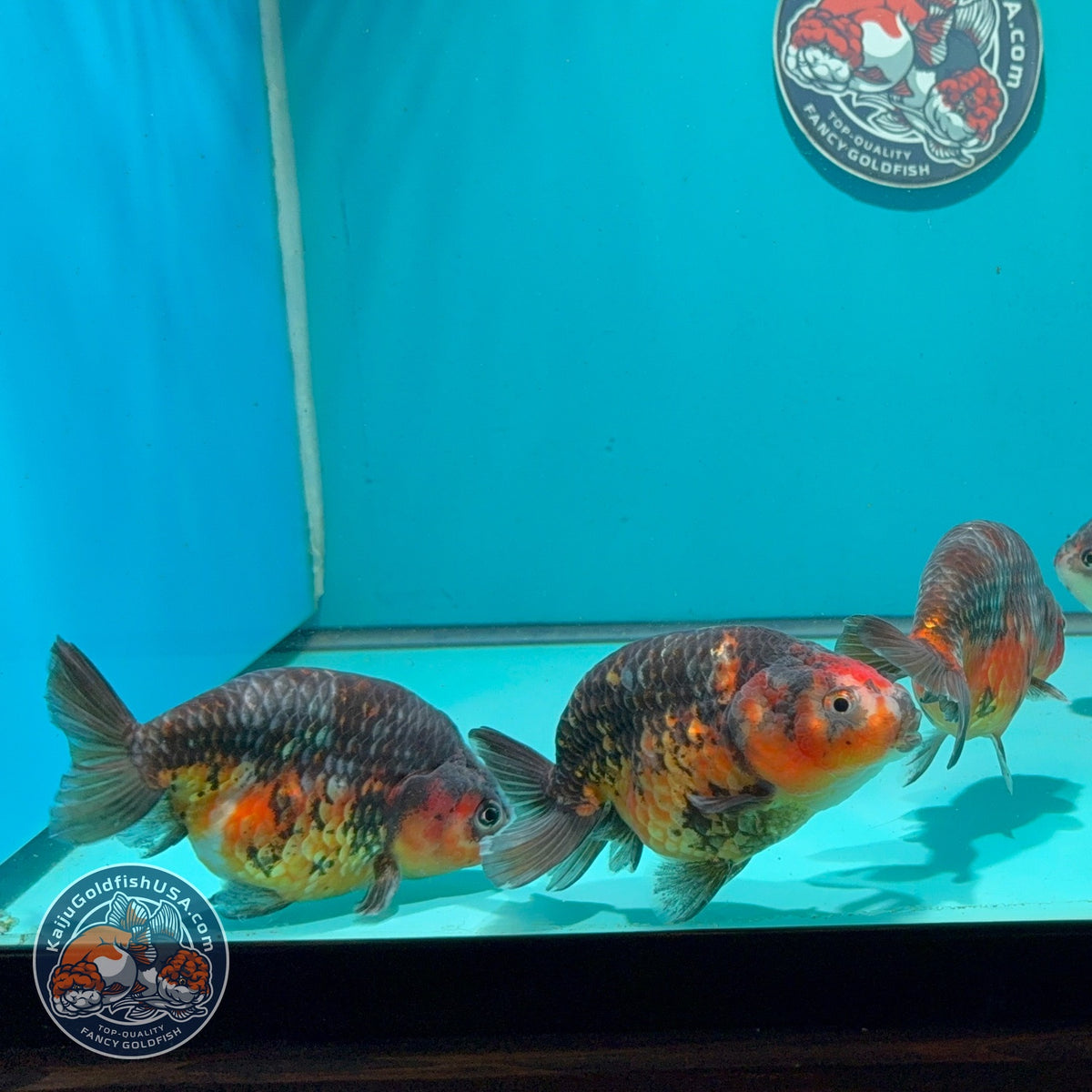 Kirin Ranchu 3.5 -4 inch Body (261016_RC12) | We pick, you save!