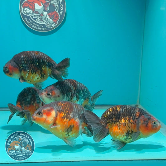 Kirin Ranchu 3.5 -4 inch Body (261016_RC12) | We pick, you save!