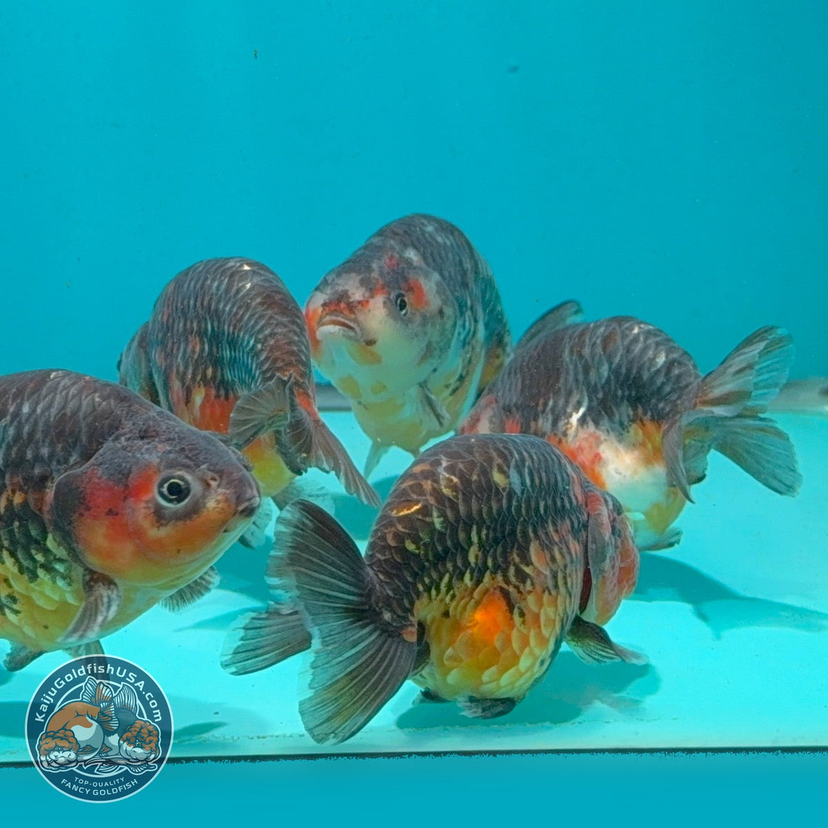 Kirin Ranchu 3.5 -4 inch Body (261016_RC12) | We pick, you save!