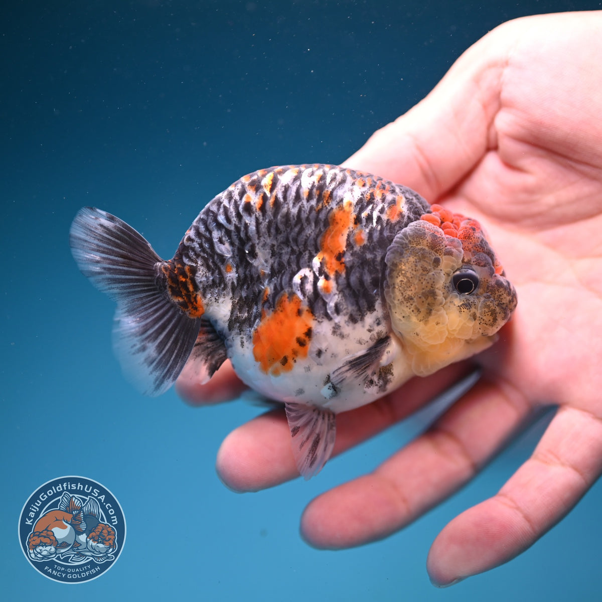 Kirin Ranchu 3.5 inch Body (260918_RC03)