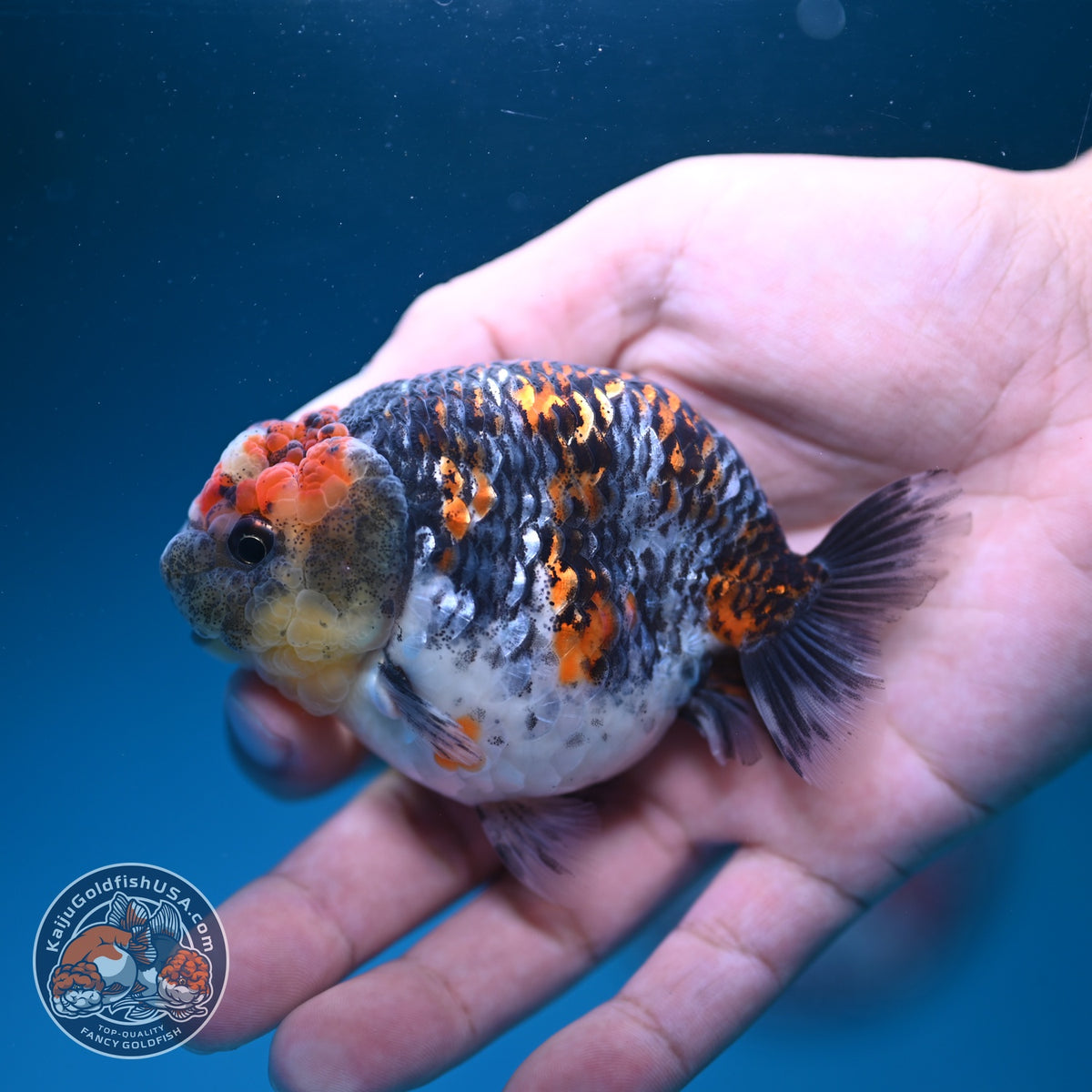 Kirin Ranchu 3.5 inch Body (260918_RC03)