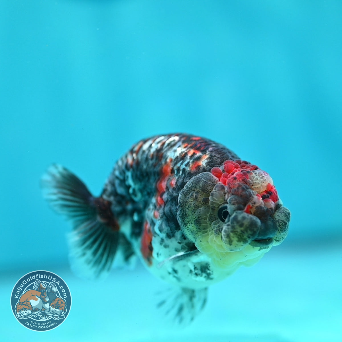 Kirin Ranchu 3.5 inch Body (260918_RC03)