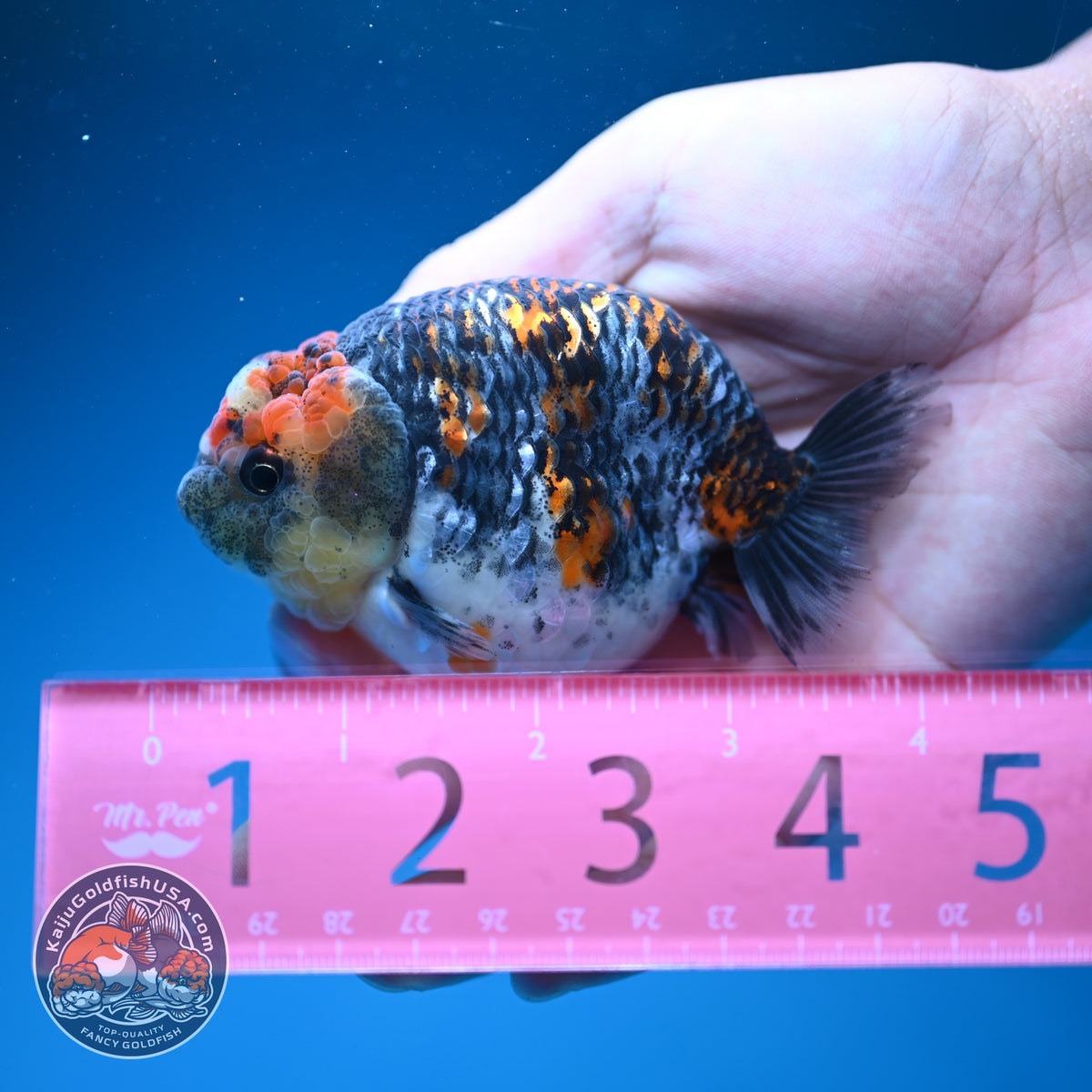 Kirin Ranchu 3.5 inch Body (260918_RC03)