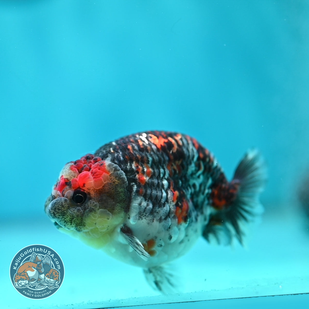 Kirin Ranchu 3.5 inch Body (260918_RC03)