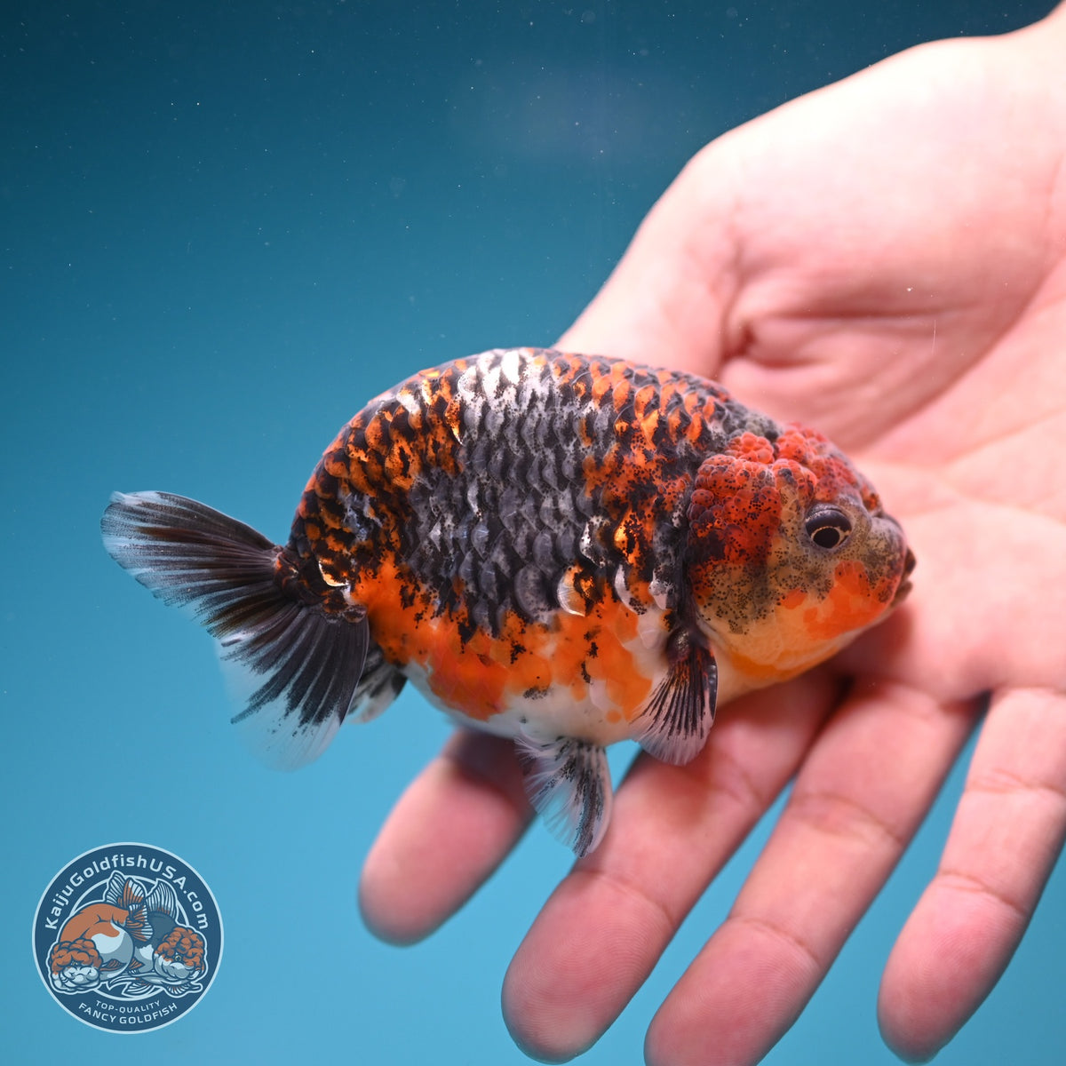 Kirin Ranchu 3.5 inch Body (260925_RC06)