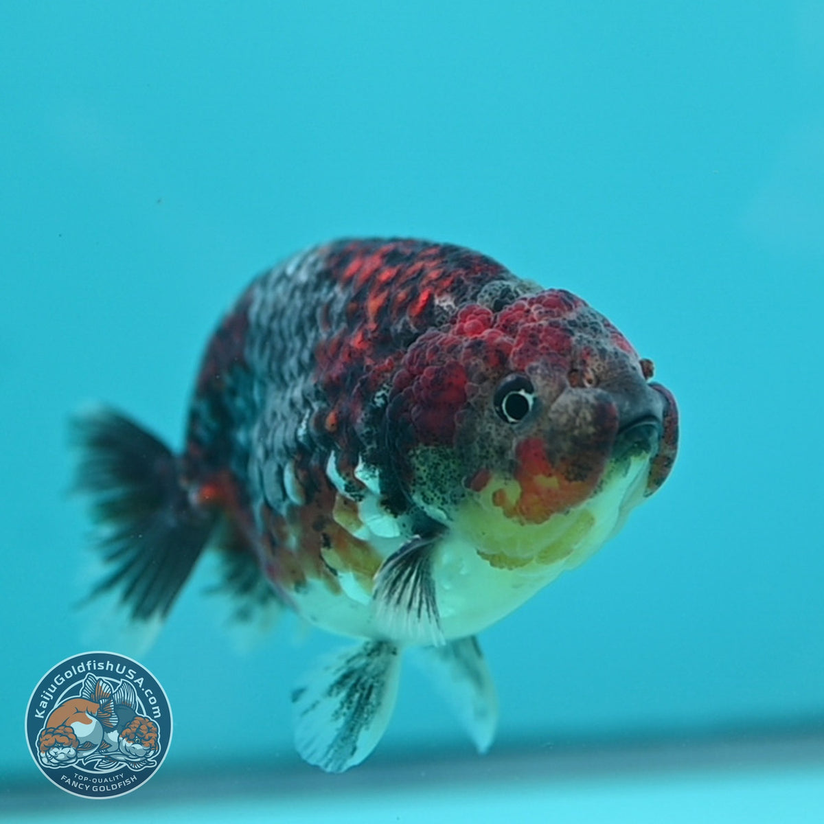 Kirin Ranchu 3.5 inch Body (260925_RC06)