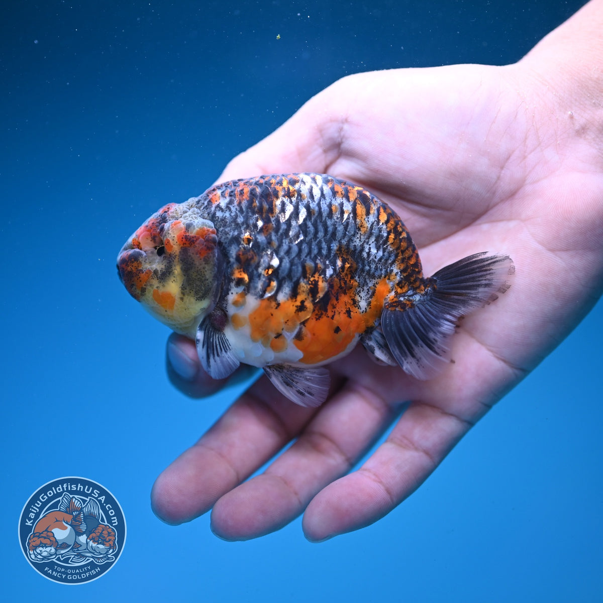 Kirin Ranchu 3.5 inch Body (260925_RC06)