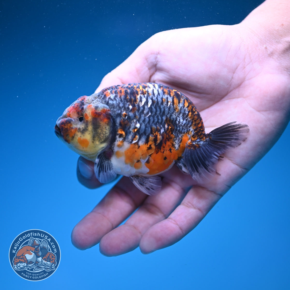Kirin Ranchu 3.5 inch Body (260925_RC06)