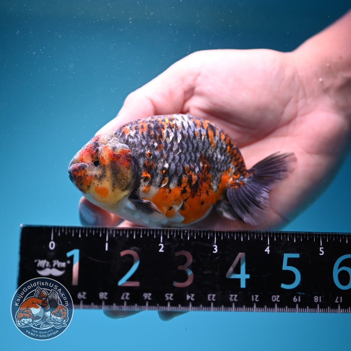 Kirin Ranchu 3.5 inch Body (260925_RC06)