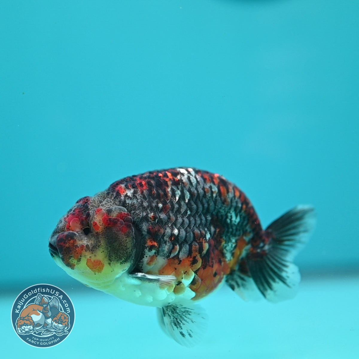 Kirin Ranchu 3.5 inch Body (260925_RC06)