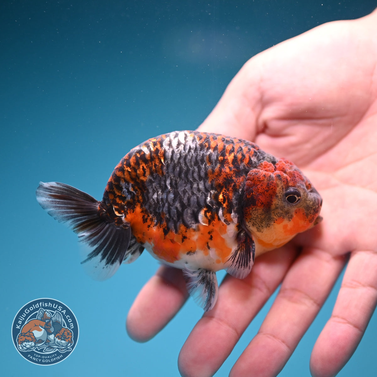 Kirin Ranchu 3.5 inch Body (260925_RC06)