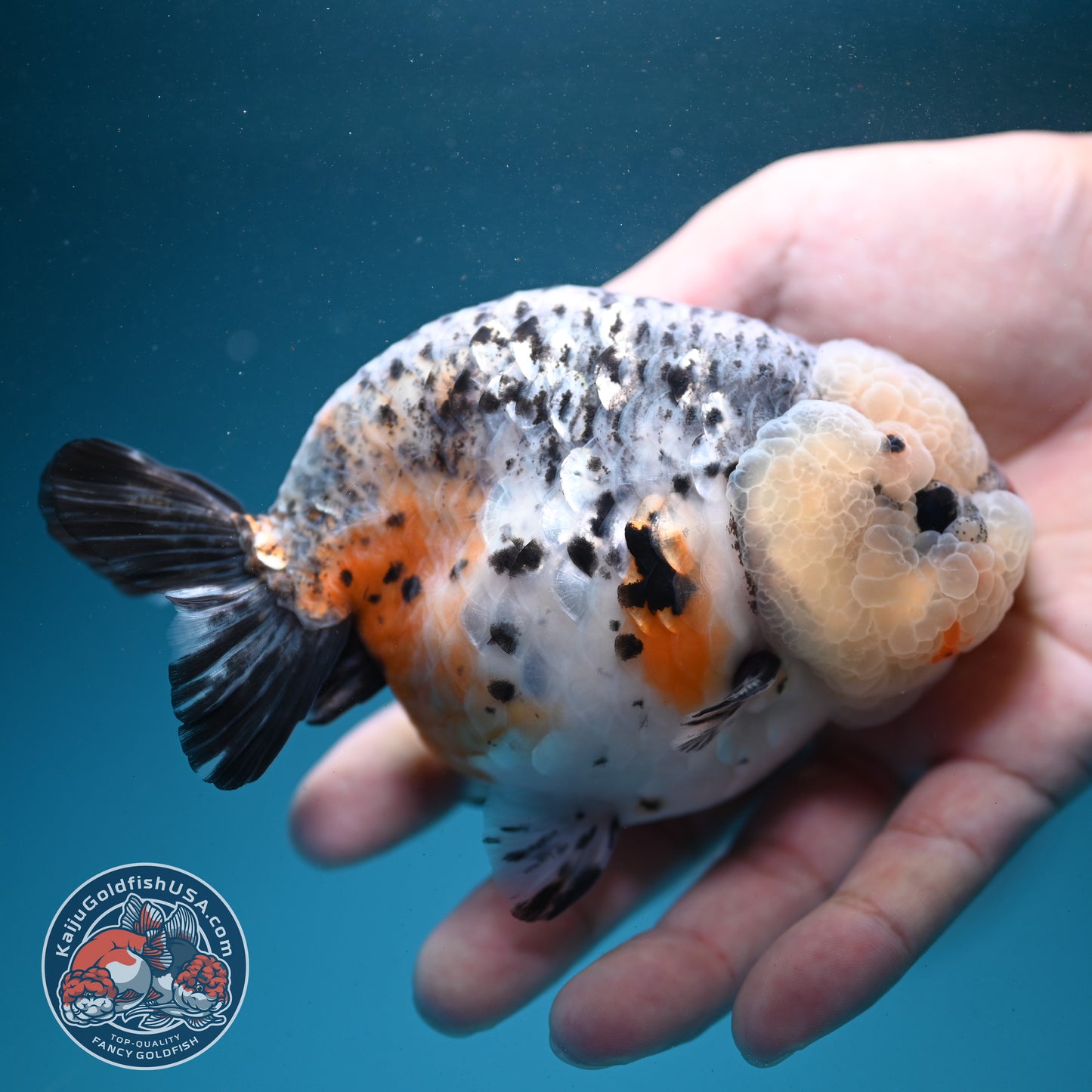 Kirin Ranchu 4 inch Body (260731_RC04)
