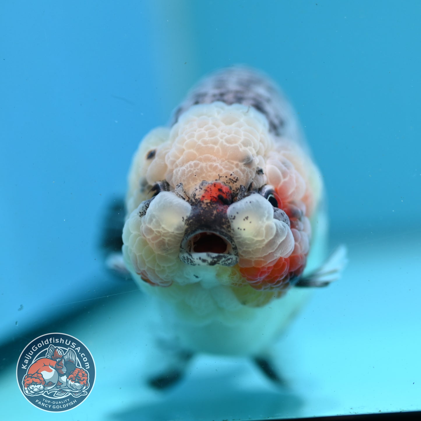 Kirin Ranchu 4 inch Body (260731_RC04)