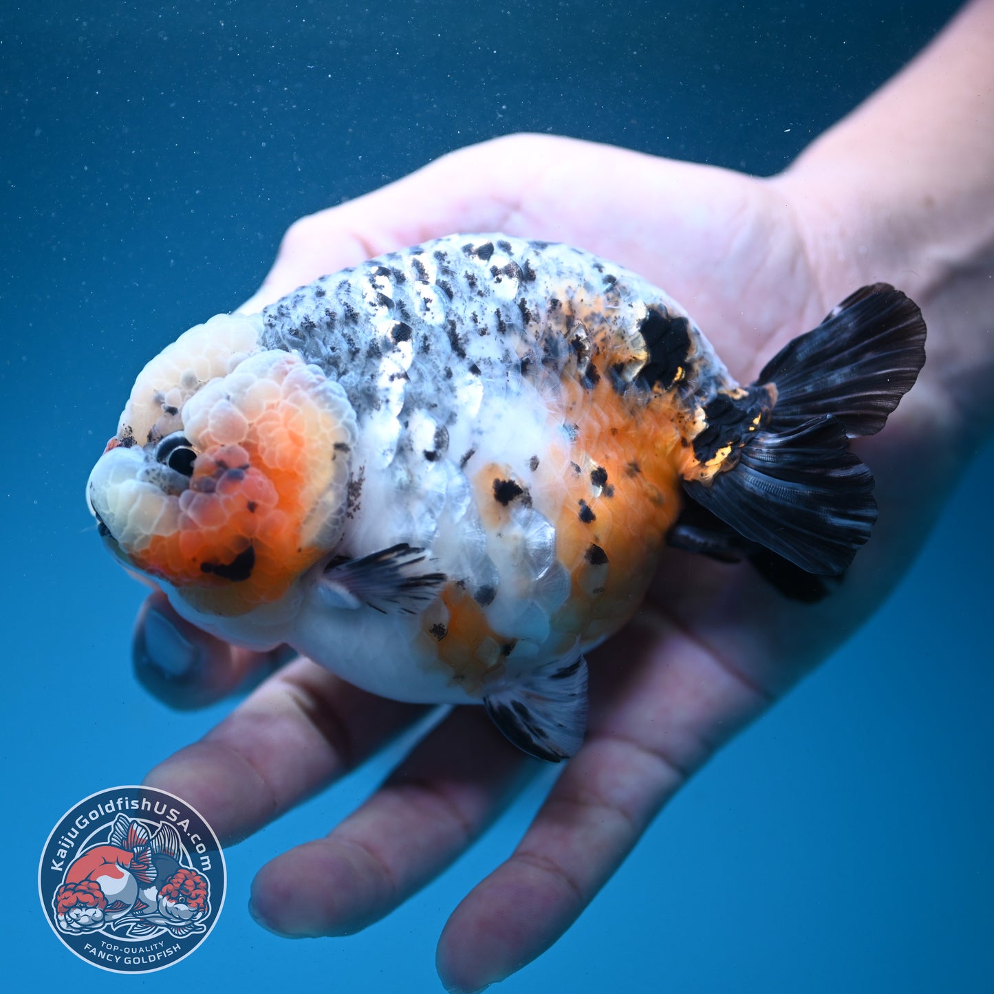 Kirin Ranchu 4 inch Body (260731_RC04)