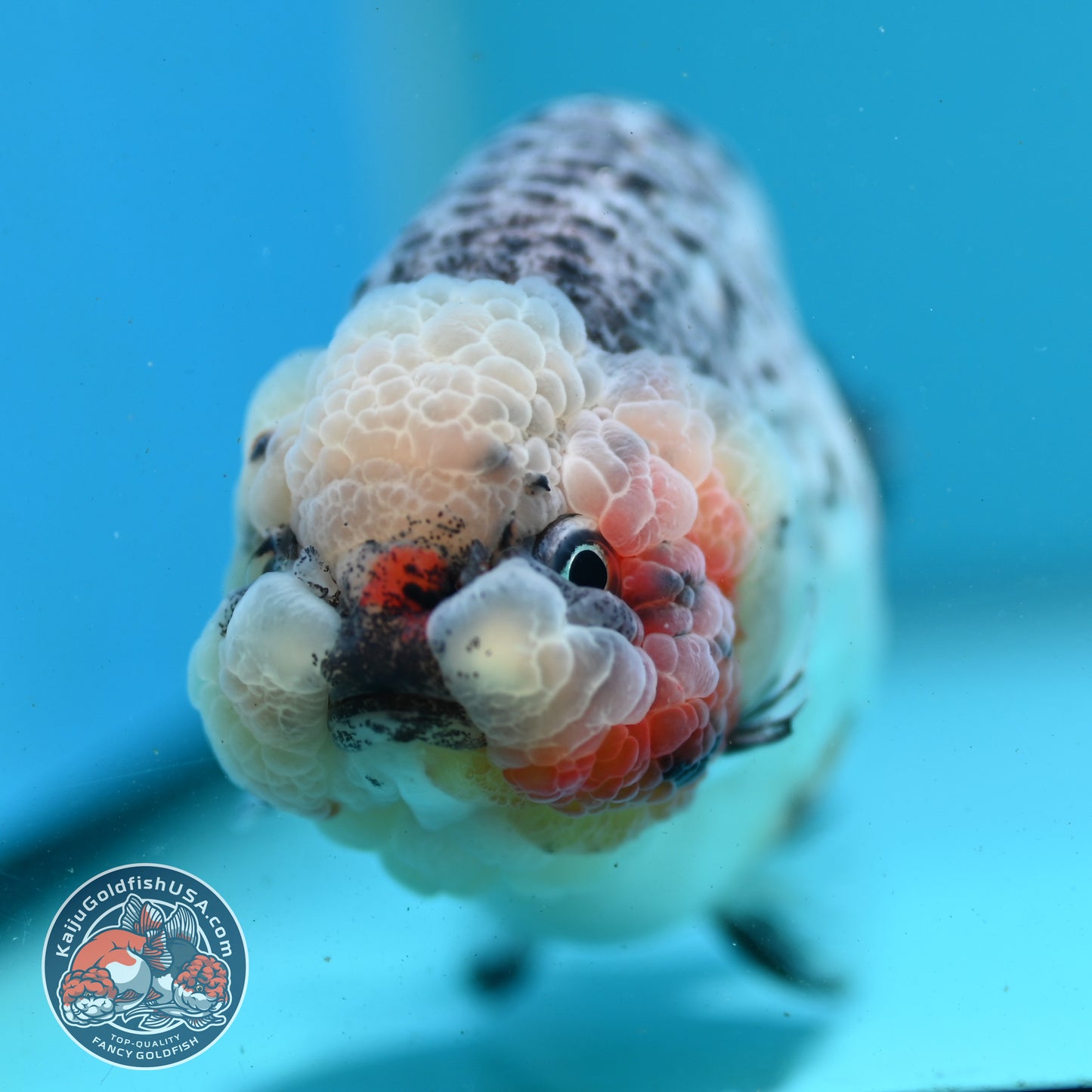 Kirin Ranchu 4 inch Body (260731_RC04)