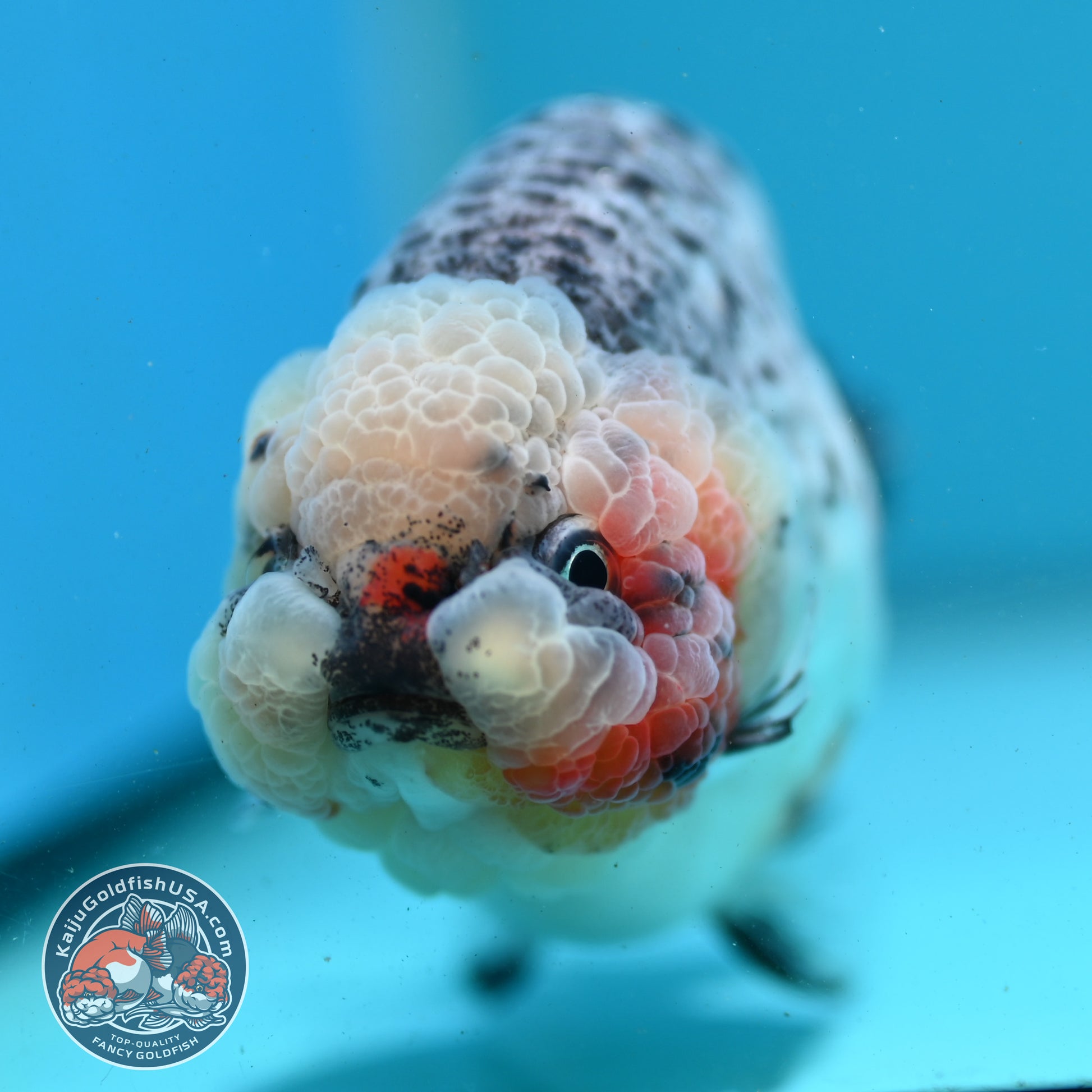 Kirin Ranchu 4 inch Body (260731_RC04)