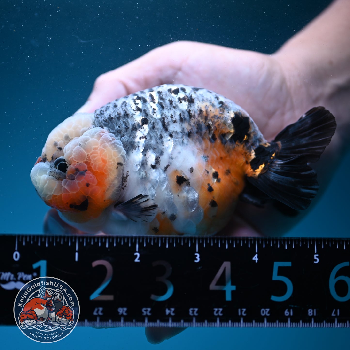 Kirin Ranchu 4 inch Body (260731_RC04)