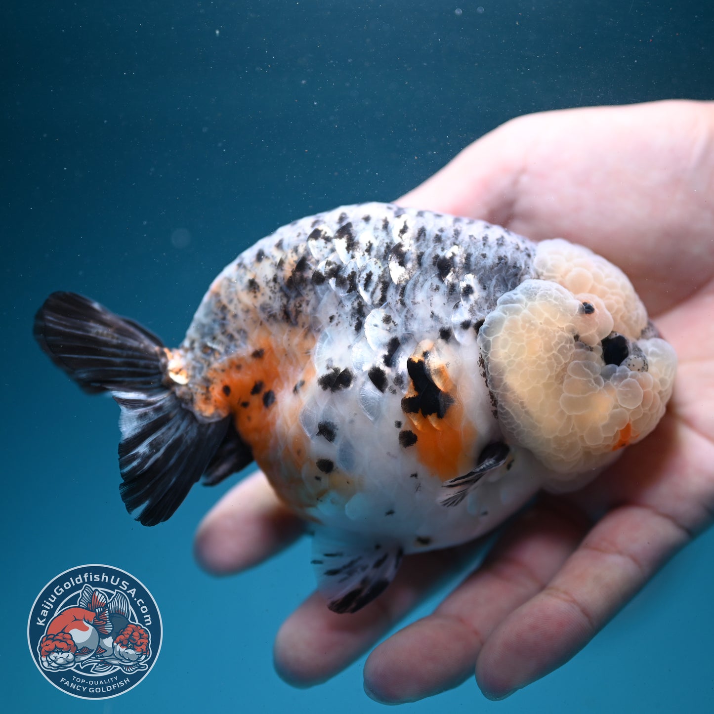 Kirin Ranchu 4 inch Body (260731_RC04)