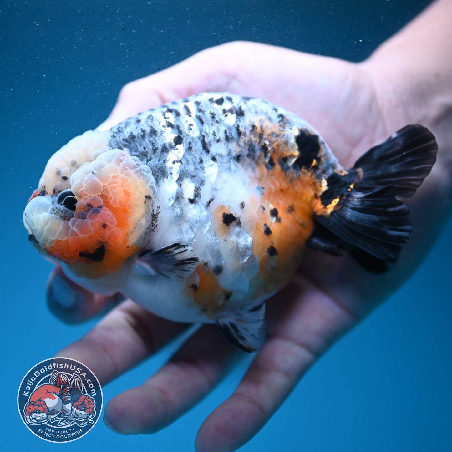 Kirin Ranchu 4 inch Body (260731_RC04)