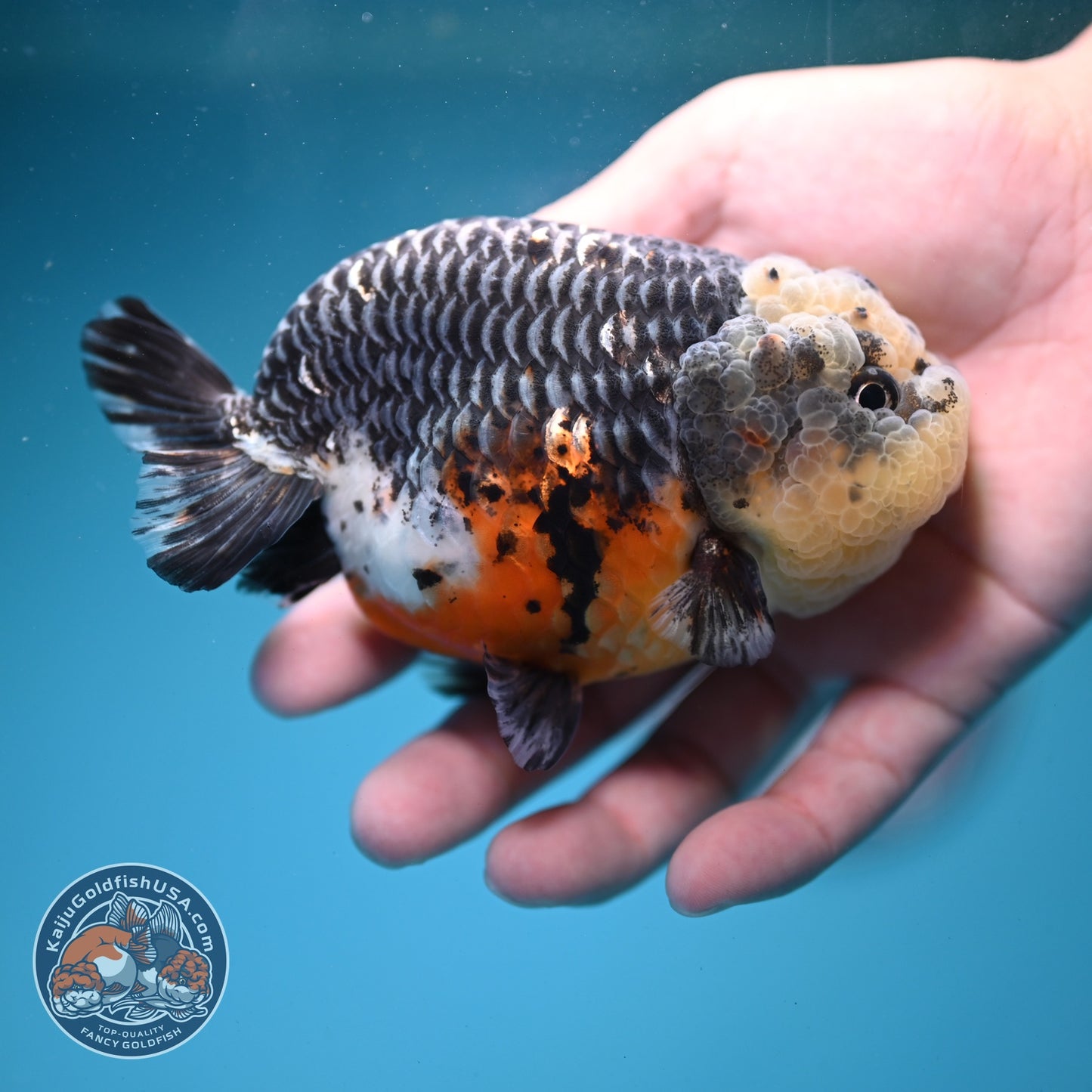 Kirin Ranchu 4 inch Body (260814_RC04)
