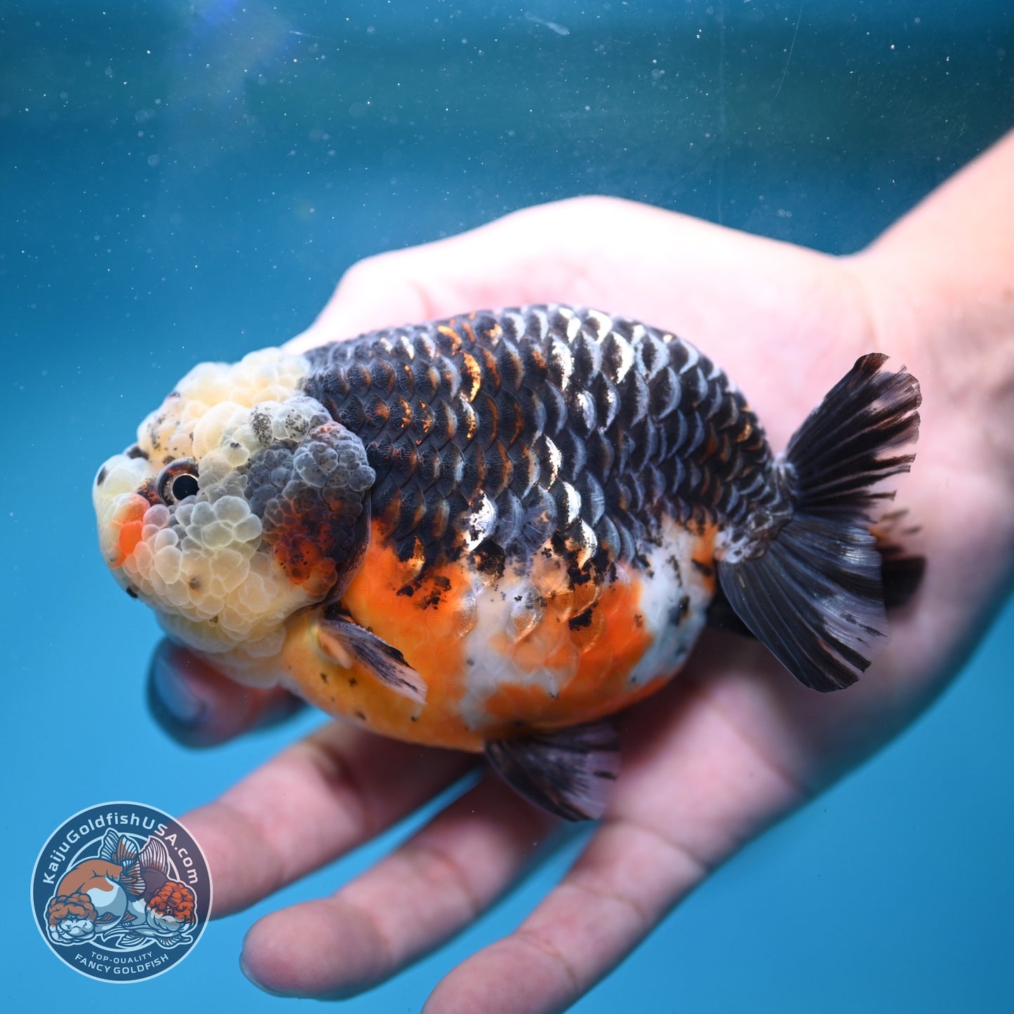 Kirin Ranchu 4 inch Body (260814_RC04)