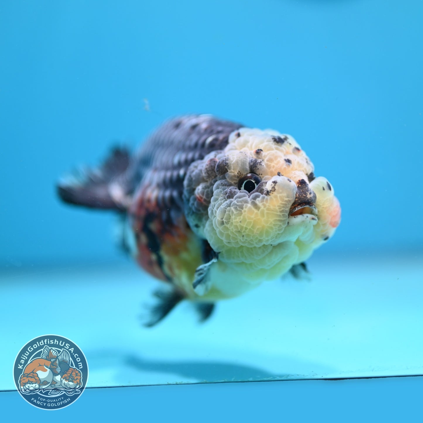 Kirin Ranchu 4 inch Body (260814_RC04)