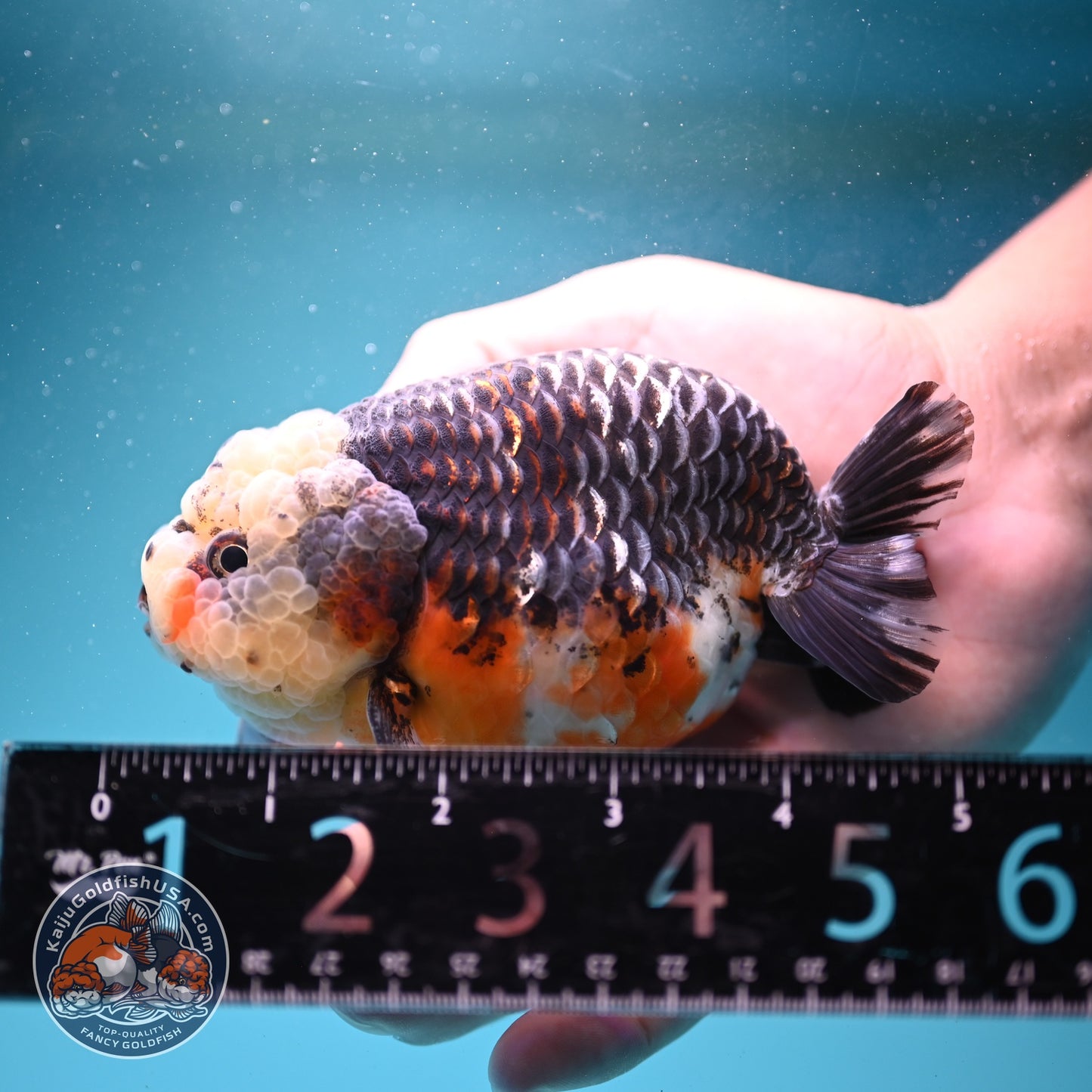 Kirin Ranchu 4 inch Body (260814_RC04)