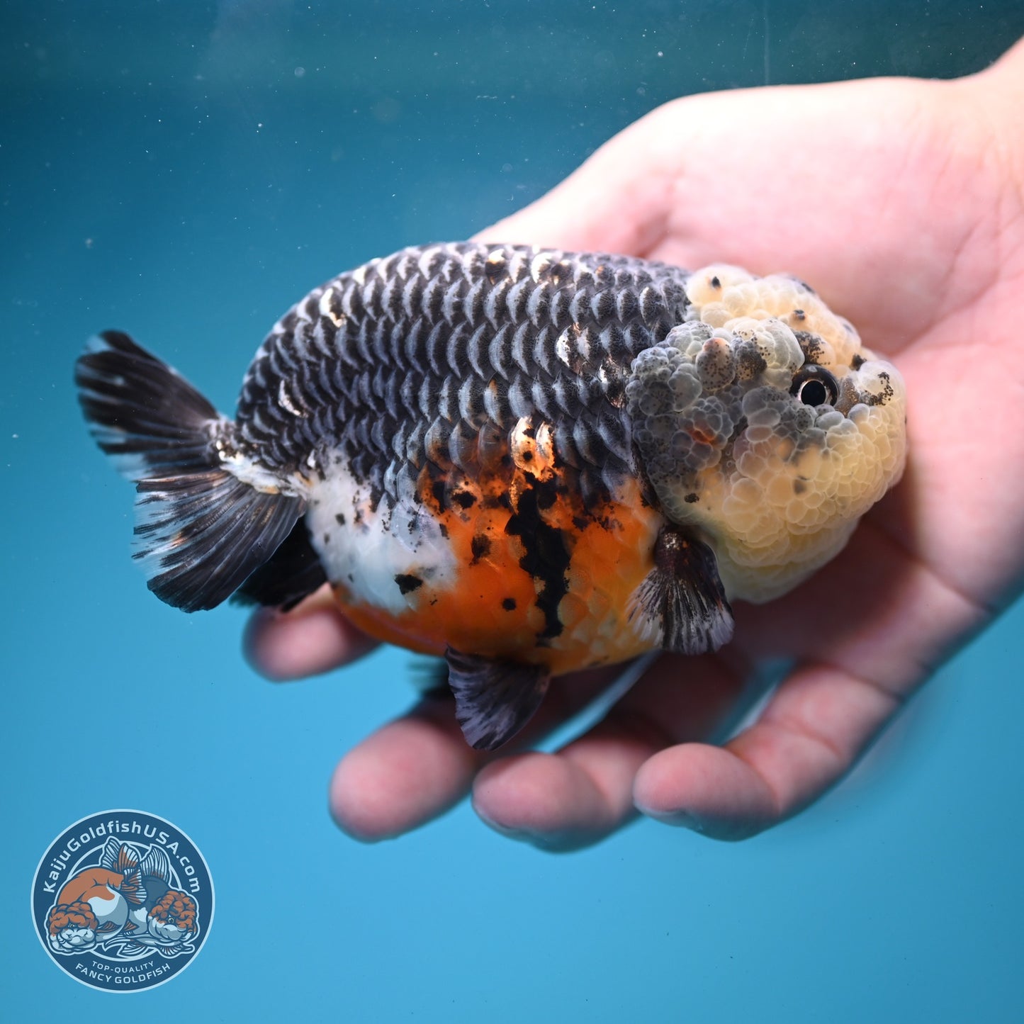 Kirin Ranchu 4 inch Body (260814_RC04)