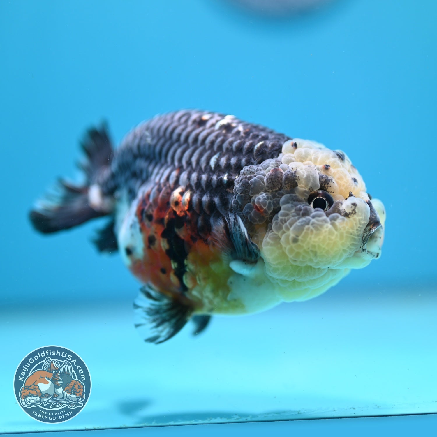 Kirin Ranchu 4 inch Body (260814_RC04)