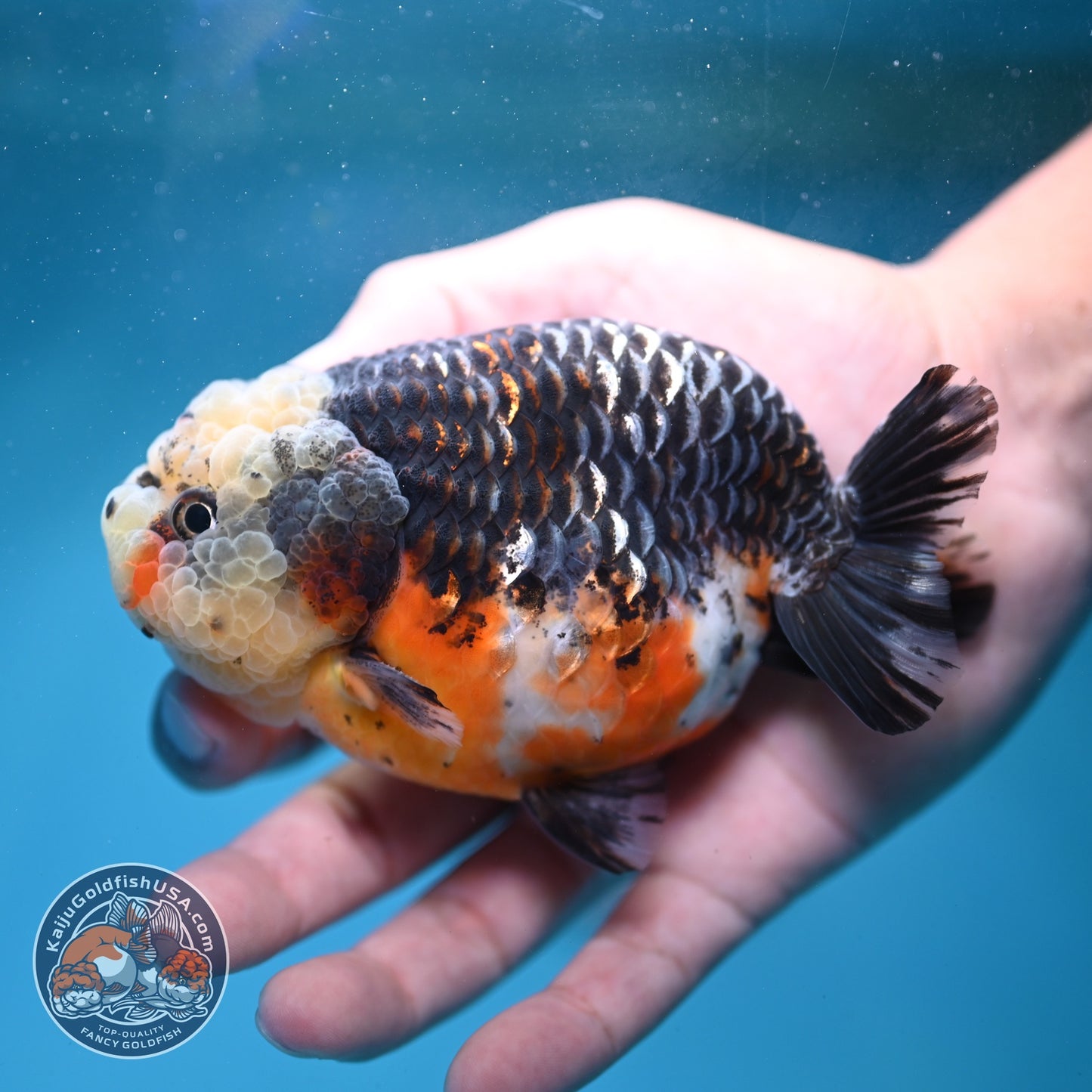 Kirin Ranchu 4 inch Body (260814_RC04)