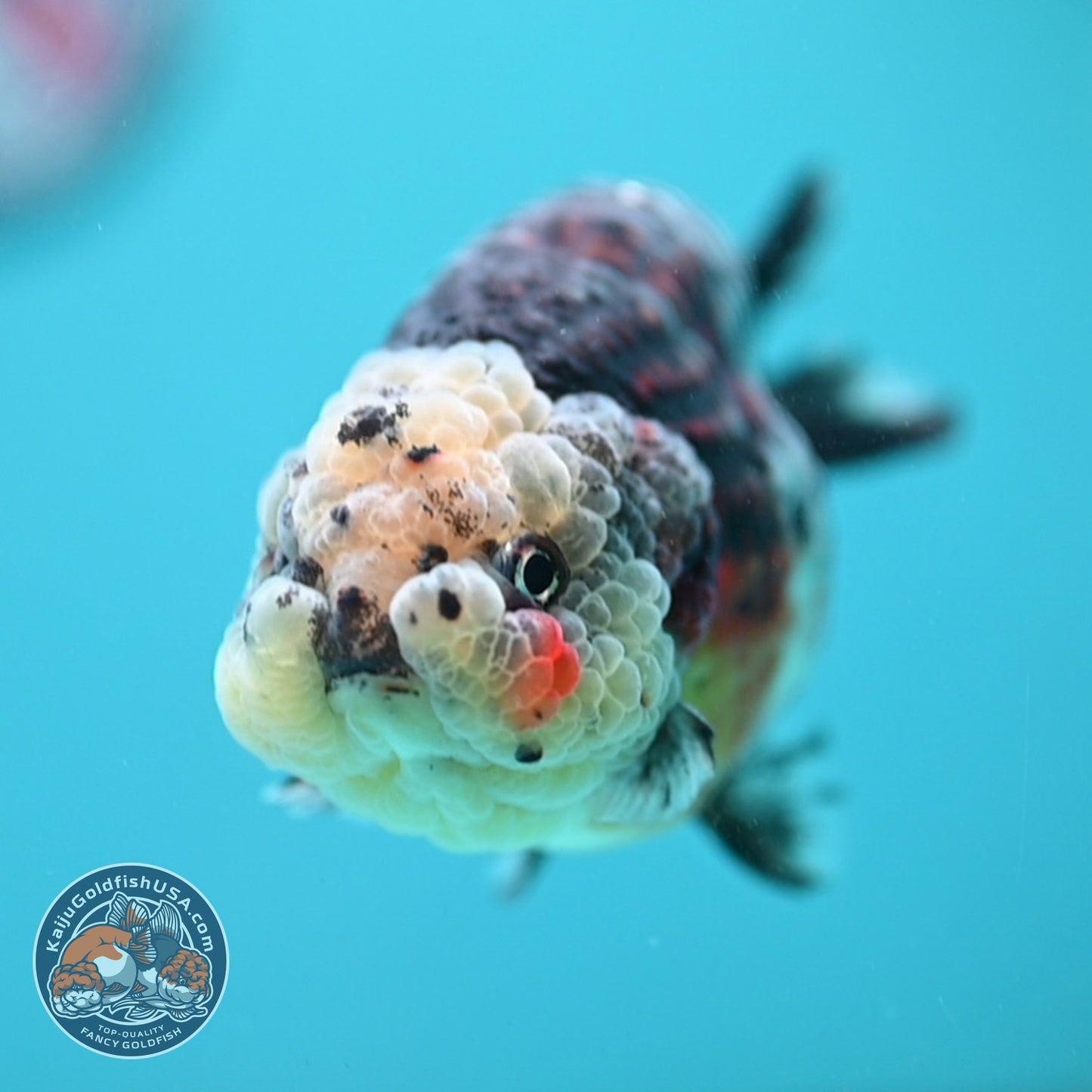 Kirin Ranchu 4 inch Body (260814_RC04)