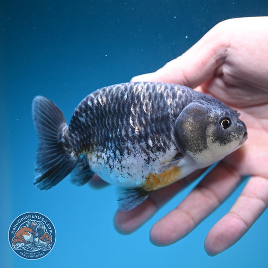 Kirin Ranchu 4 inch Body (261002_RC02)