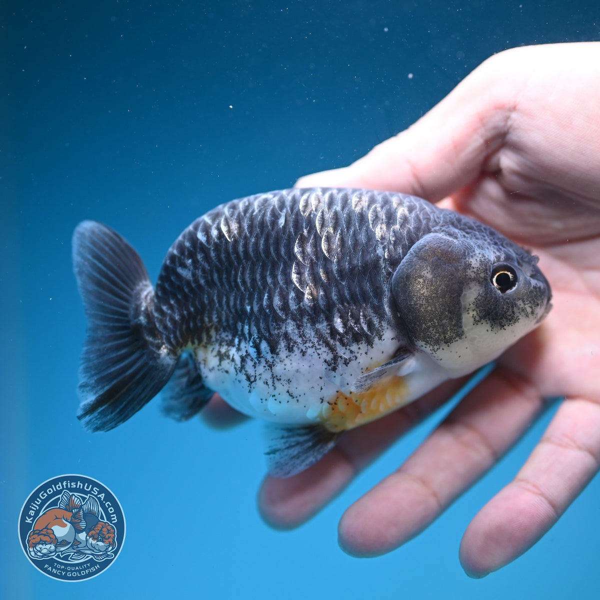 Kirin Ranchu 4 inch Body (261002_RC02)