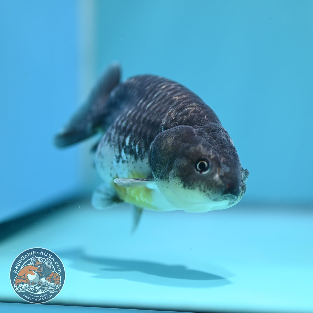 Kirin Ranchu 4 inch Body (261002_RC02)