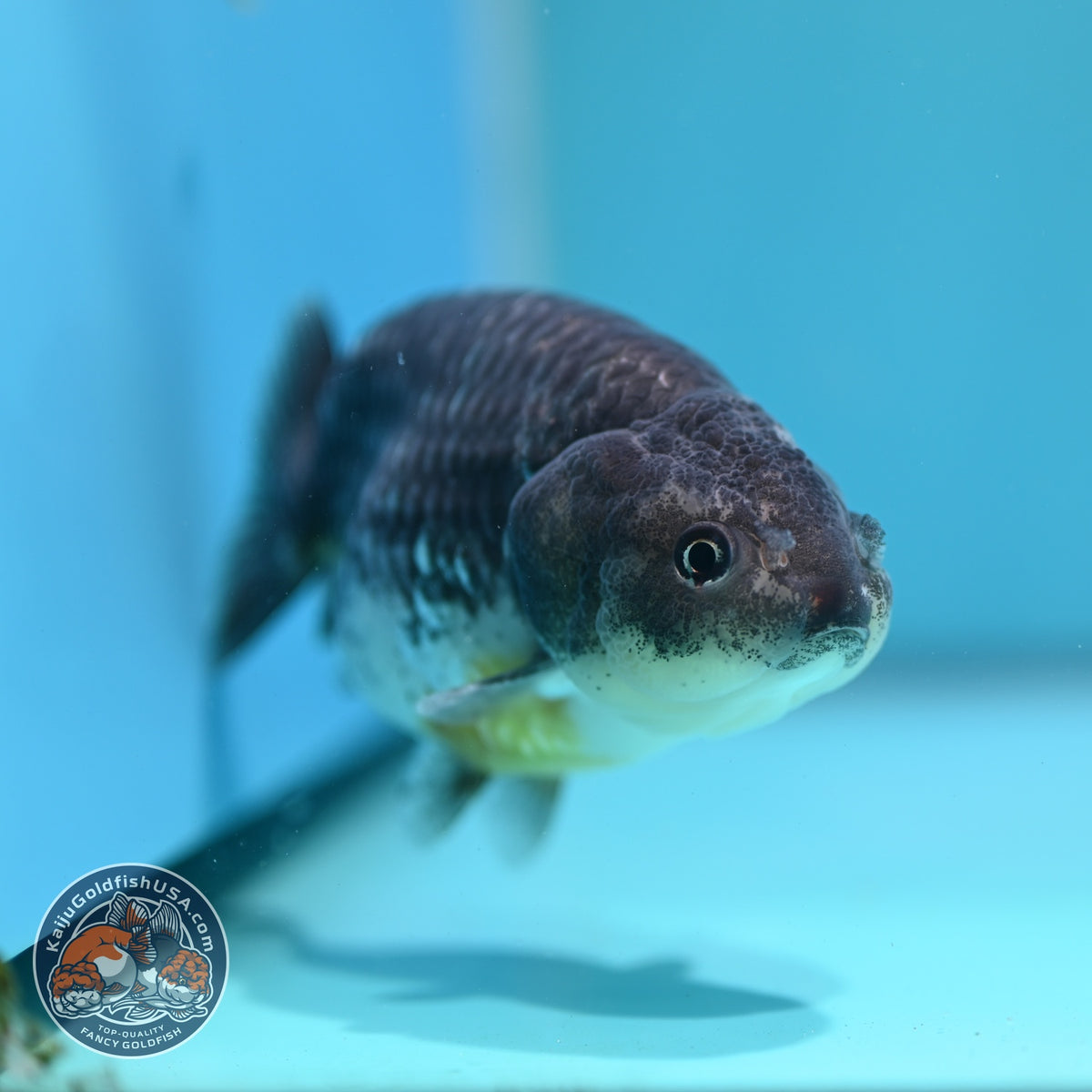 Kirin Ranchu 4 inch Body (261002_RC02)