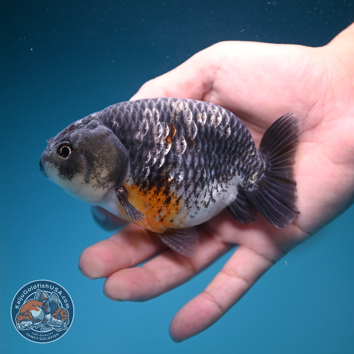 Kirin Ranchu 4 inch Body (261002_RC02)