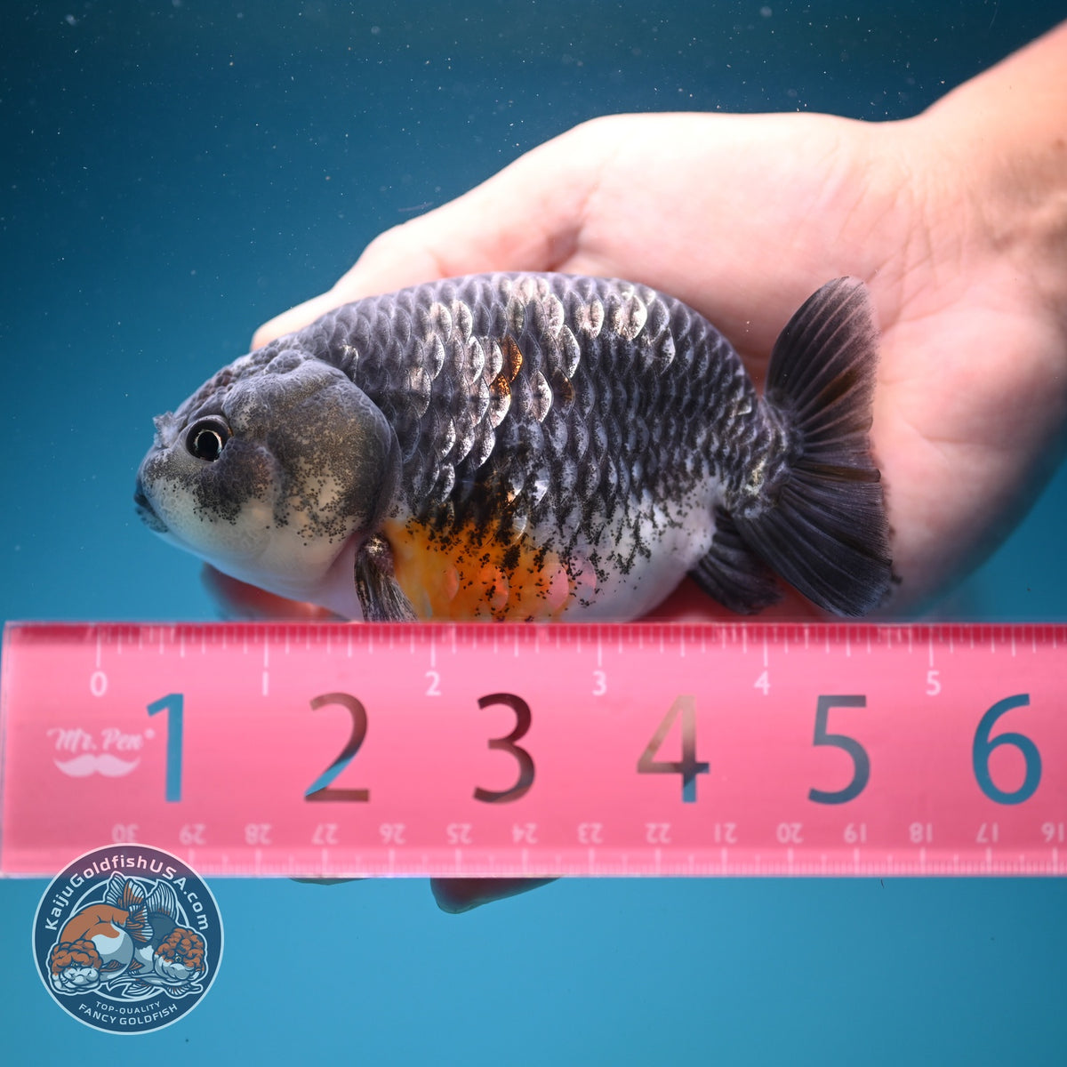 Kirin Ranchu 4 inch Body (261002_RC02)