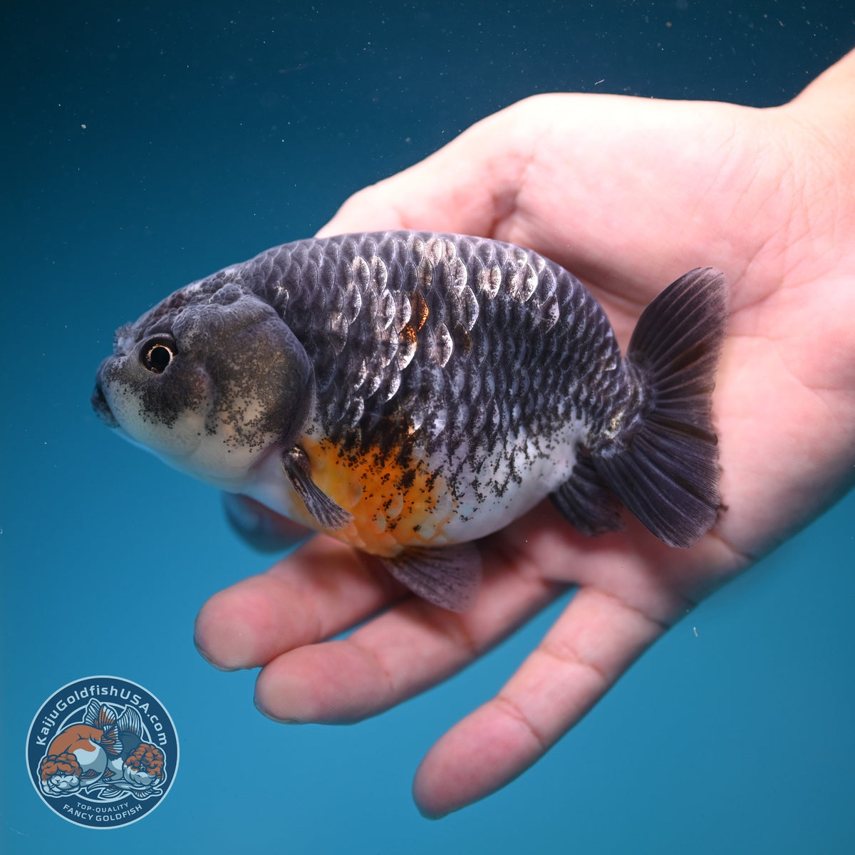Kirin Ranchu 4 inch Body (261002_RC02)