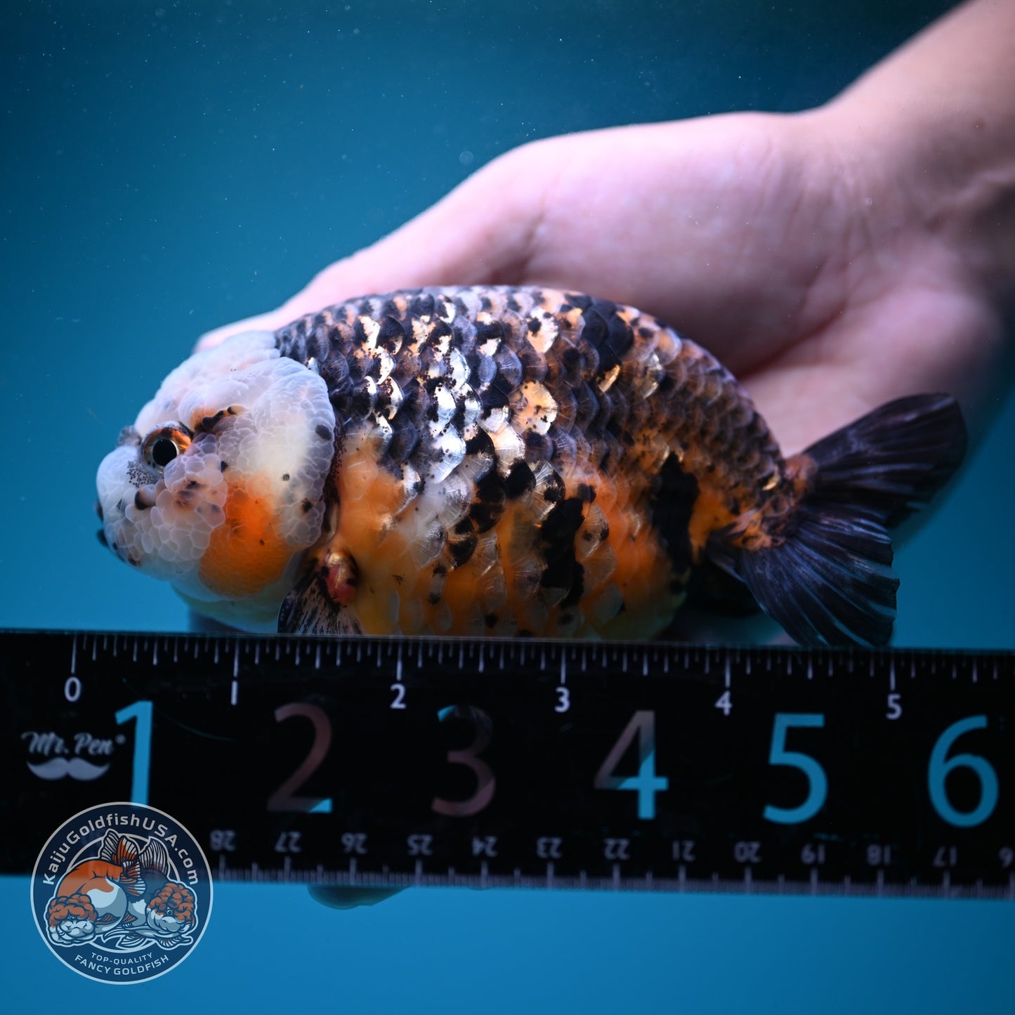 Kirin Ranchu 4.5 inch Body (260814_RC05)