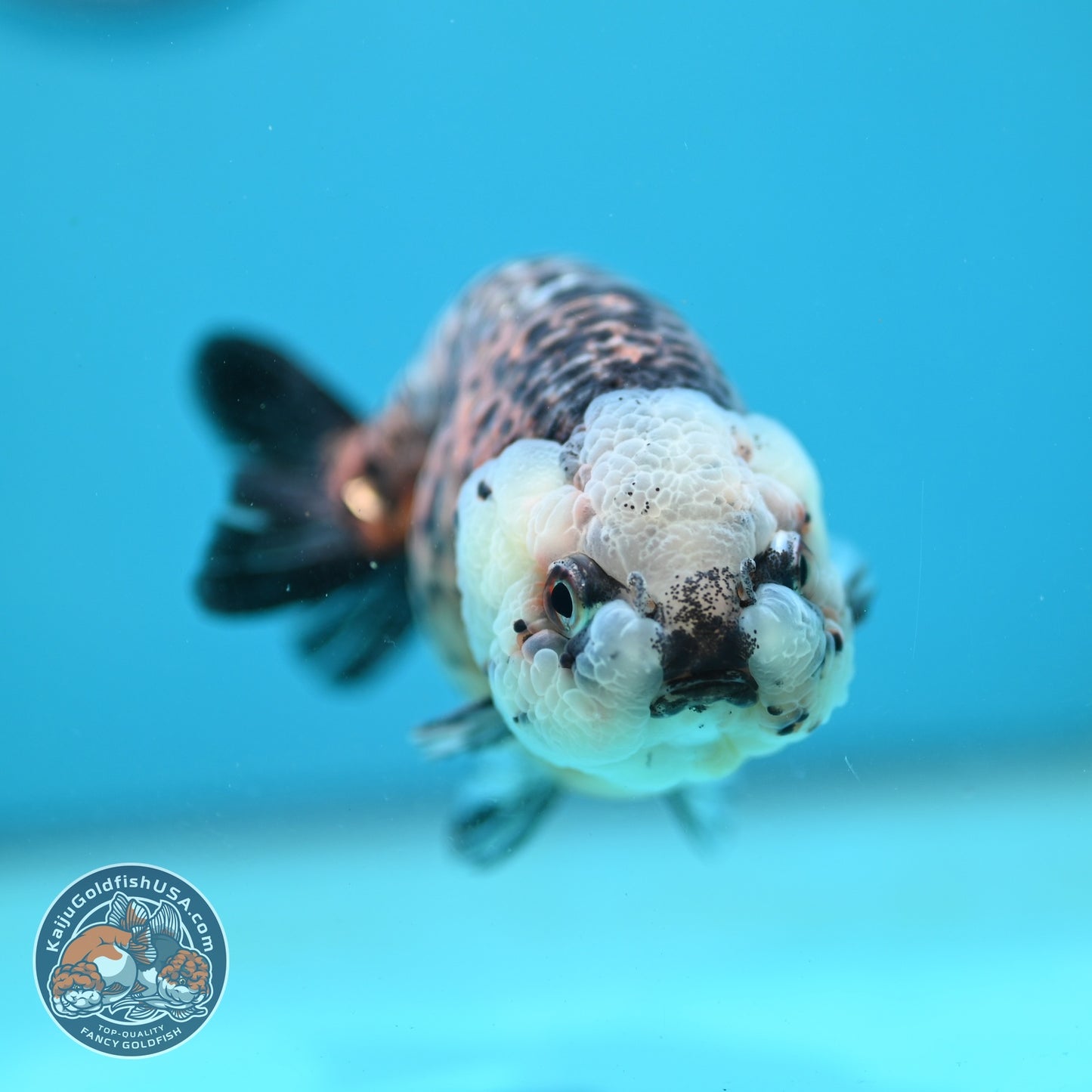 Kirin Ranchu 4.5 inch Body (260814_RC05)